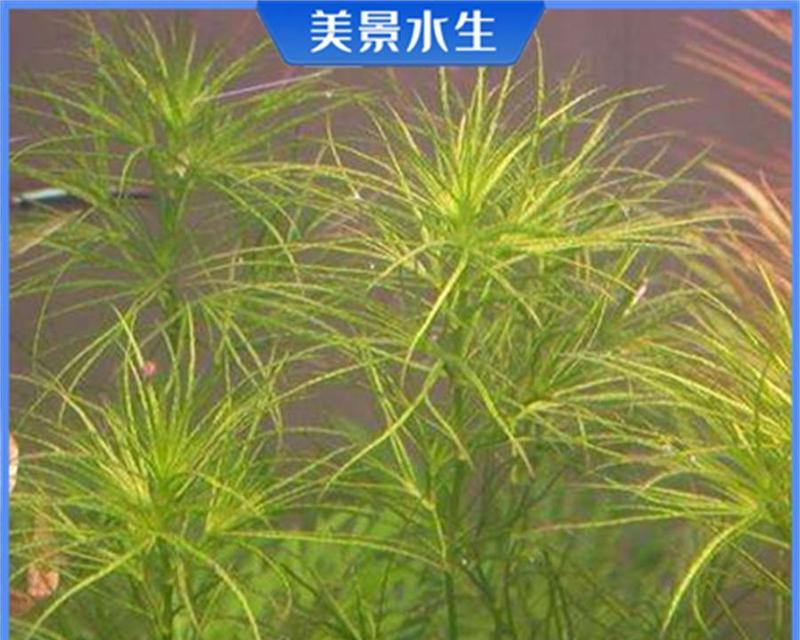 绿狐尾藻的种植技巧（打造迷人水底花园的必备植物）
