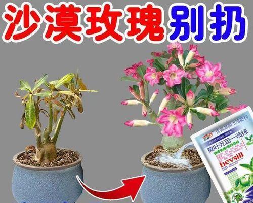 如何有效地催花沙漠玫瑰（掌握关键技巧，让沙漠玫瑰绽放无限魅力）