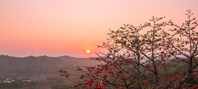 探寻木棉花的故乡（寻找木棉花在世界各地的栖息之地）