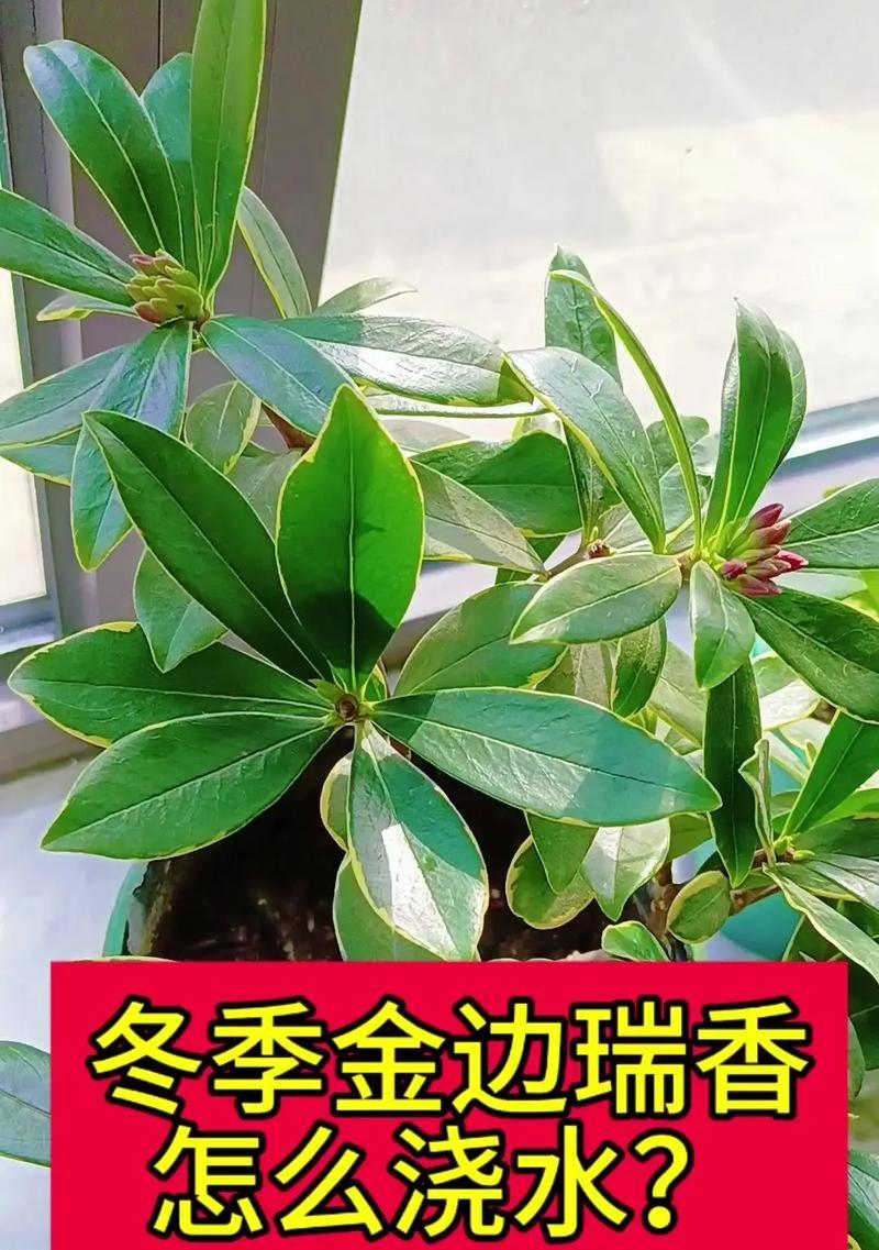 以瑞香怎么养殖方法（从选择品种到日常护理，一起探索瑞香养殖的技巧与诀窍）