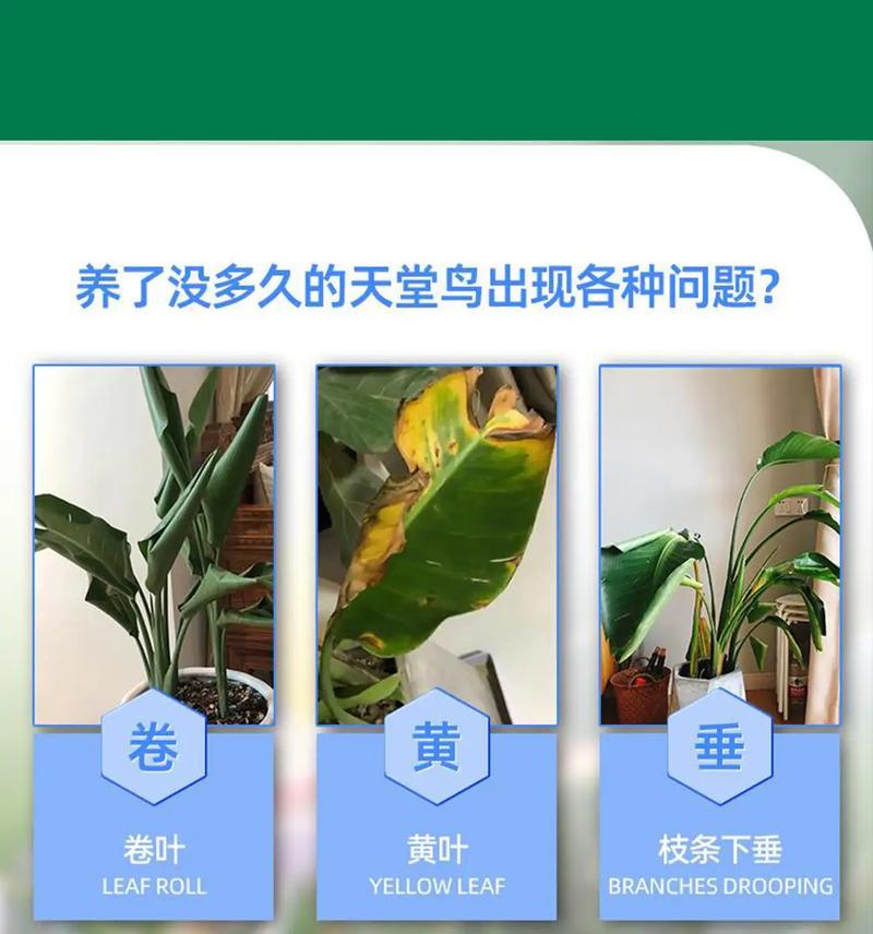 天堂鸟叶子出现霉斑的原因及防治方法（保护天堂鸟植物，预防霉斑病害）