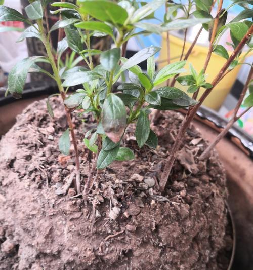 探寻以西洋杜鹃花怎么养不活的原因（解密西洋杜鹃花养殖中的误区与技巧）