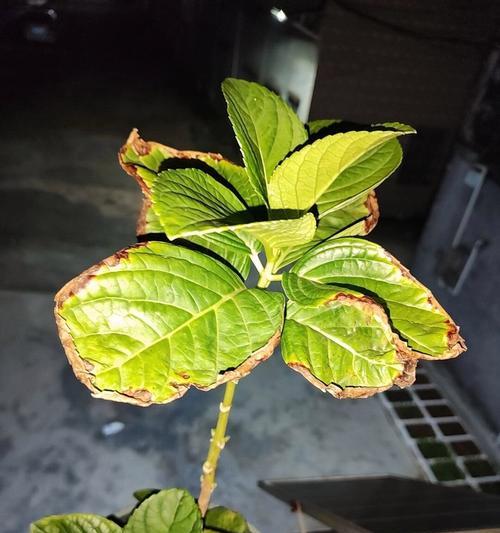 探究绣球叶子发黄的原因与解决方法（解析绣球叶子发黄的关键原因，教你恢复绿意生机）