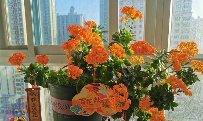 家庭花园的美丽花朵（种花的乐趣与技巧）