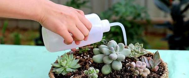 盆栽种植的正确浇水方法（掌握浇水技巧，让盆栽茁壮成长）