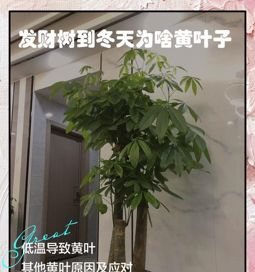 发财树刚换盆要浇水了怎么办？（如何正确浇水来照顾新换盆的发财树）