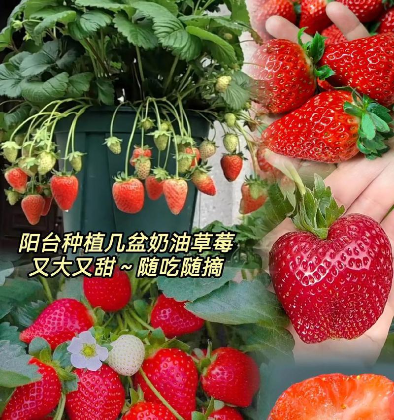草莓种子播种时间的选择（影响草莓种子生长的因素和注意事项）