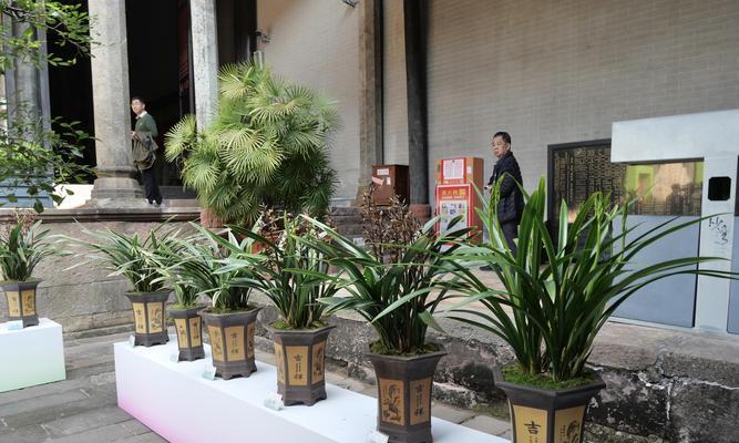 墨兰种植技巧与方法（打造迷人的墨兰花园）