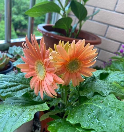 非洲菊叶子发黄的原因及处理方法（探究非洲菊叶子发黄的原因，提供有效的处理方法）