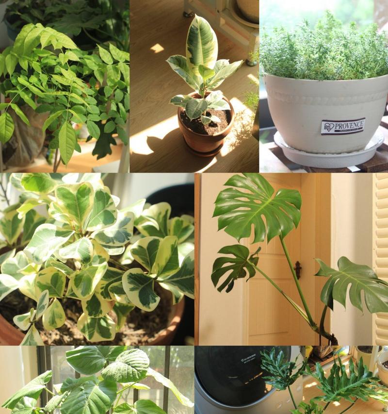 夏季养植指南——打造繁花似锦的花园（夏季养植技巧、注意事项及适宜品种推荐）