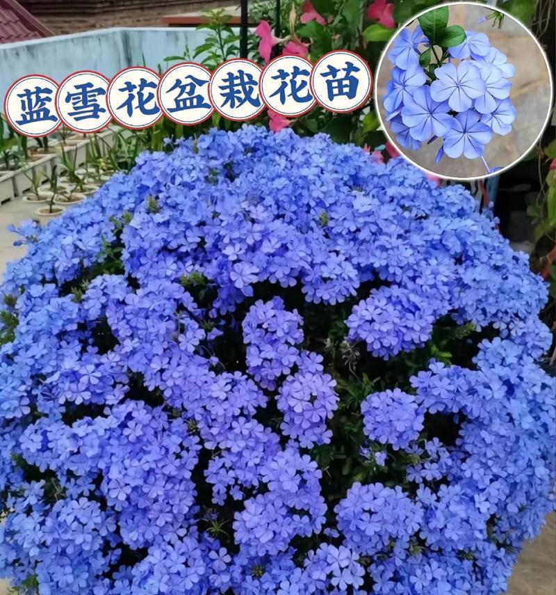种植蓝雪花的技巧与方法（培育蓝雪花的关键步骤和注意事项）