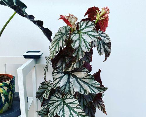 秋海棠观叶植物的养护秘籍（用心呵护，赏心悦目，秋海棠的叶片鲜亮动人）