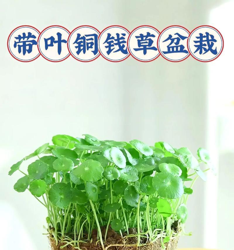 钱铜草养护指南（打造绿意盎然的室内绿植天地）