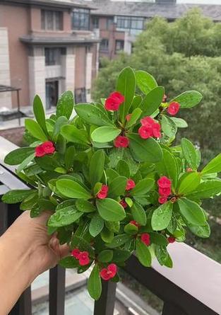 虎刺梅枝干变软的原因及解决方法（保护虎刺梅枝干的关键措施）