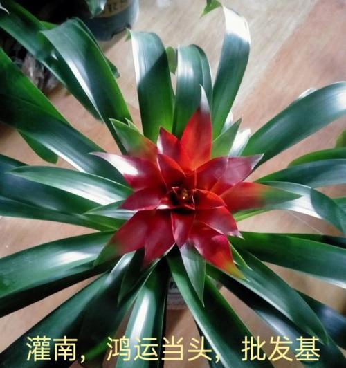 如何养好鸿运当头花（揭秘养护技巧，让花朵绽放幸运之光）