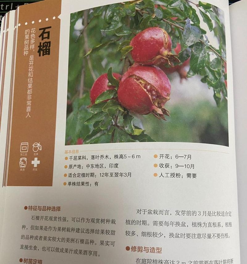 石榴栽培的全面指南（从种植到收获，掌握石榴栽培技巧的关键）