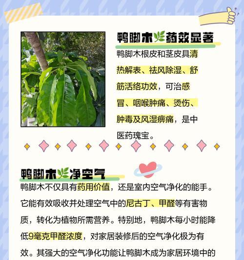 以鸭掌木重-传承中华文化的珍贵财富（鸭掌木的起源、特点及保护措施）