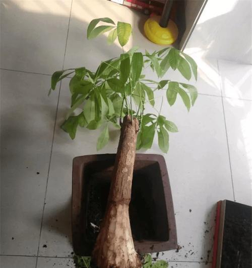 发财树的根是如何长粗的？（探秘发财树根部生长的奥秘）