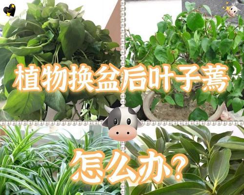 特玉莲叶子蔫了怎么办？（叶子蔫了是因为什么？如何救治？）