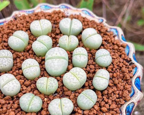 多肉植物寿如何爆盆？（掌握关键技巧让多肉植物焕发新生）
