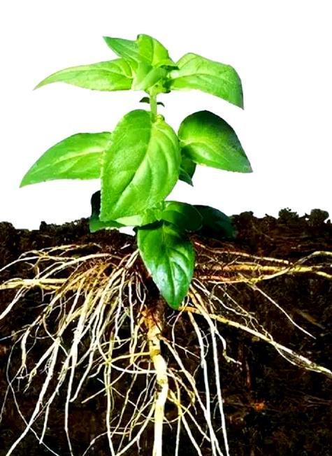 生根水到底能不能浇花？（科学家们的解析和实验证明了真相，让我们一起来探究吧！）
