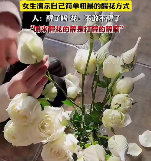 红豆花的醒花过程及其重要性（探秘红豆花的生长规律，提高花卉养护技巧）