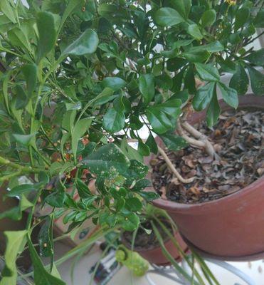 米兰为何不开花？（探究米兰不开花的原因及解决方案）