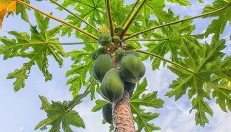 在家种植木瓜树，享受美味与健康（掌握技巧，打造家庭果园）