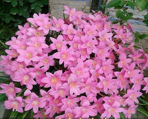 韭兰如何培养开花（韭兰养护技巧，让其盛开如花）