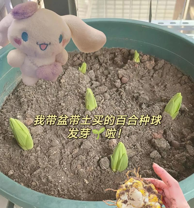 自家种植百合，送礼佳选（种百合，以真心为礼物）