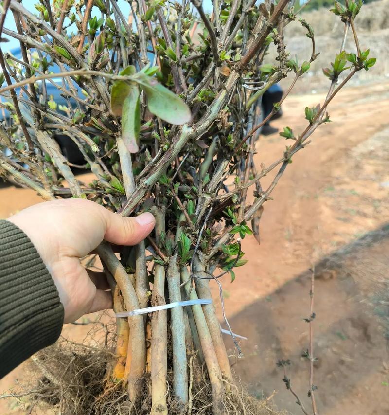 金银花种子的种植方法（从选种到收获，一步步教你如何种植金银花）