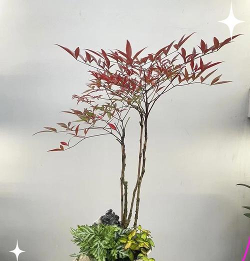 南天竹冬天枯萎的原因及处理方法（南天竹枯萎的关键原因及有效治理措施）