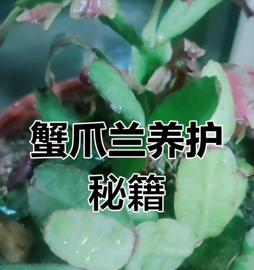 如何让蟹瓜兰在夏天开花？（夏季养护技巧与鲜花盛开的秘诀）