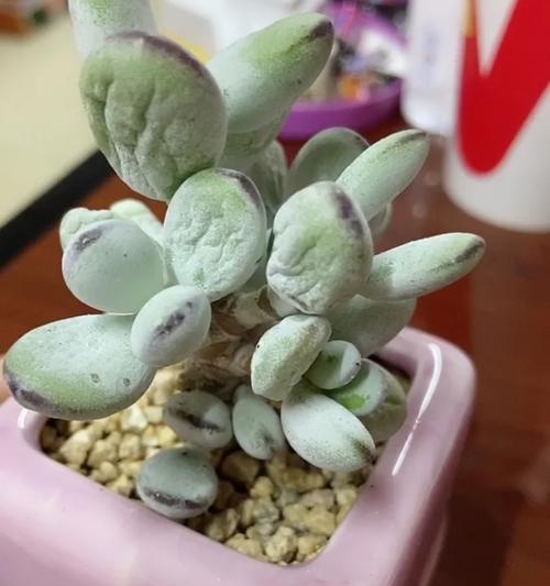 以乒乓福娘为主题的盆栽换盆指南（打造健康盆栽，让乒乓福娘焕发新生机）