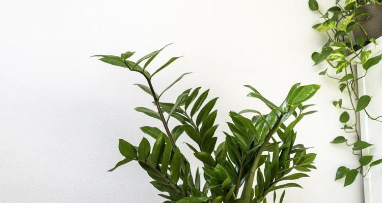 以巴西木水培过冬的关键步骤（如何正确地将巴西木水培植物过冬）