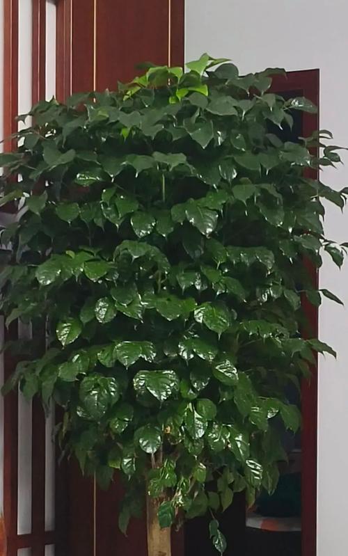 以幸福树怎么剪能变粗（掌握关键技巧，使幸福树变得更加粗壮）