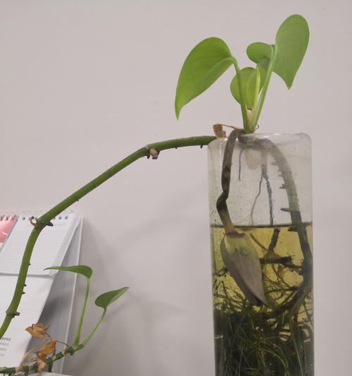 绿萝移植（如何成功移植绿萝以促进生长和繁殖）
