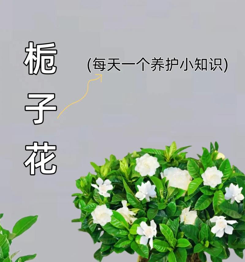 栀子花的修剪技巧（了解如何修剪栀子花，使其更加美丽和健康）