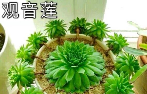 多肉植物大和莲东云的养护指南（掌握关键技巧，打造迷人多肉花园）