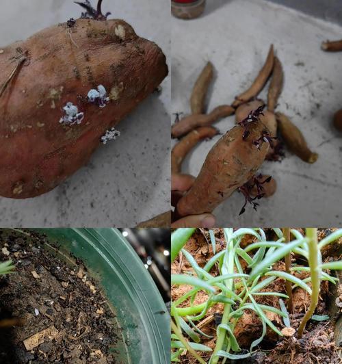 白色肉虫子侵害植物，如何有效控制？（揭秘花园中的白色肉虫子和防治方法）