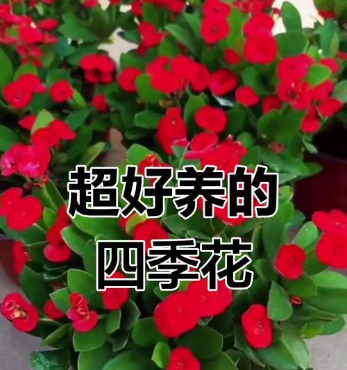 如何养护刺梅海棠（宝贝花友，刺梅海棠这样养！）