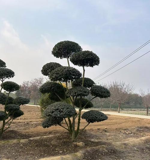 《从死去的植物盆景中学习的教训》（如何制作美丽的盆景，避免植物死亡）