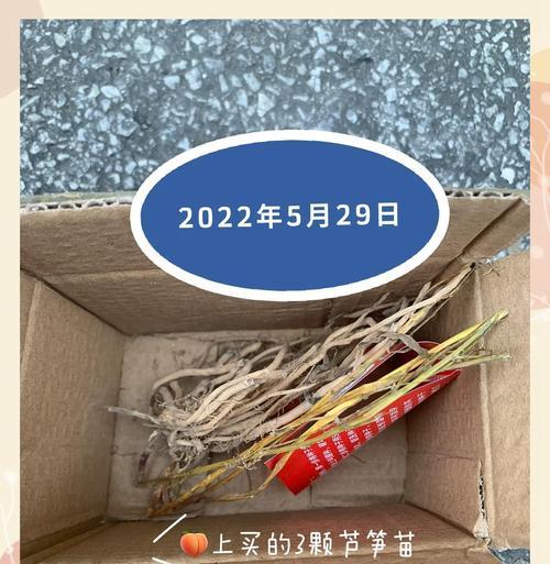 芦笋的生长环境条件及特点（探究芦笋的生态适应与种植技巧）