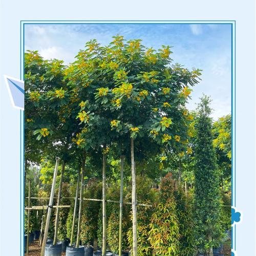 黄槐嫁接的技巧与方法（掌握嫁接技术，打造黄槐盛世花园）
