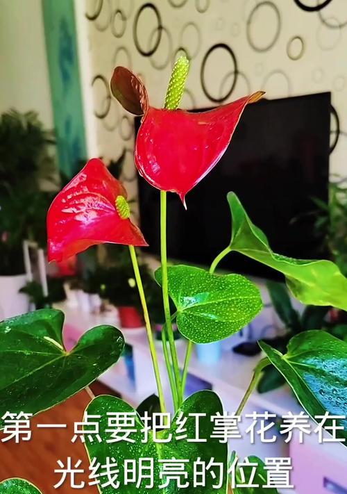 如何让红掌花每月都开花（掌握关键技巧，让红掌花绽放连年）