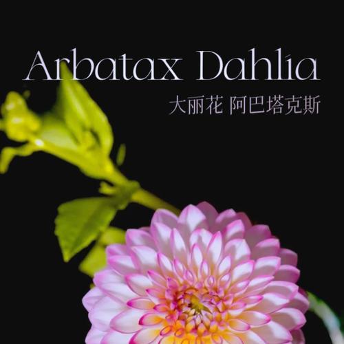 如何正确养护盛开过的大丽花（关键步骤、注意事项及养护技巧）