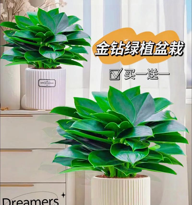 如何挽救金钻叶根枯烂的植物（解决金钻叶根枯烂问题的有效方法与技巧）