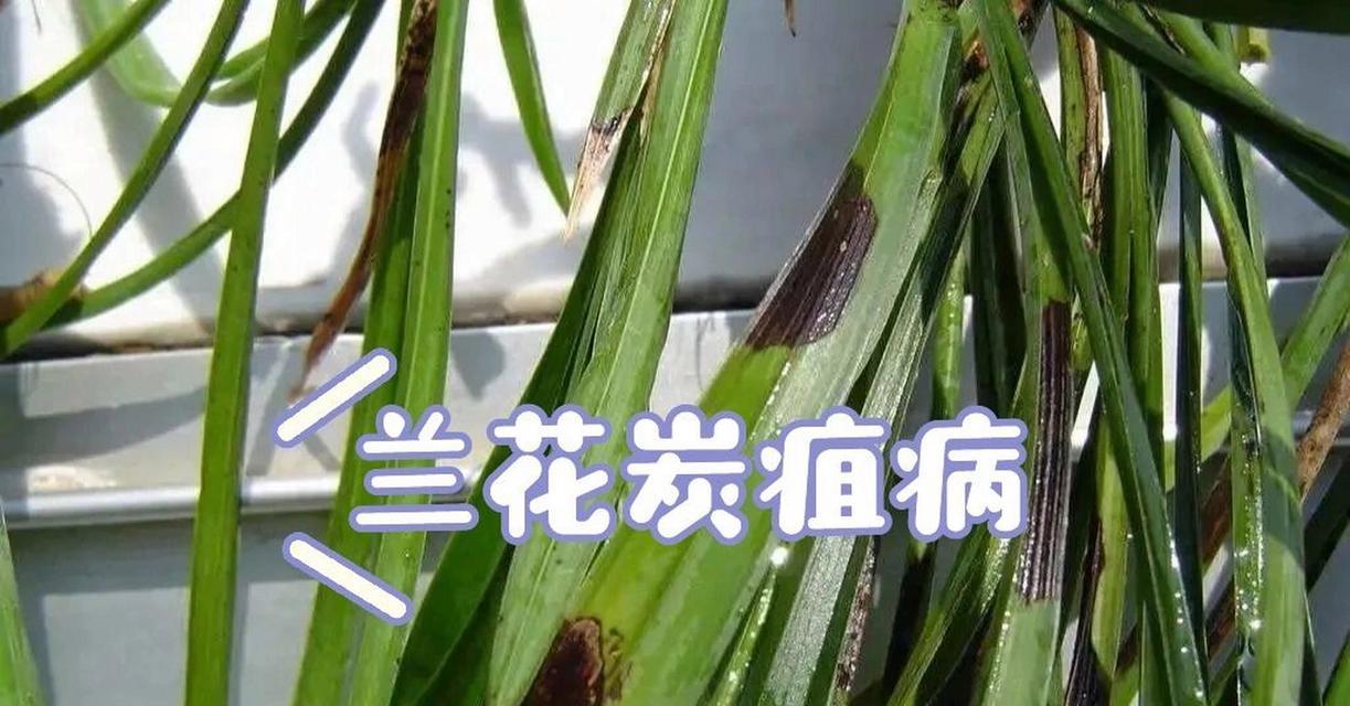兰花干枯怎么办？（教你挽救枯萎的兰花，让它重新焕发生机！）