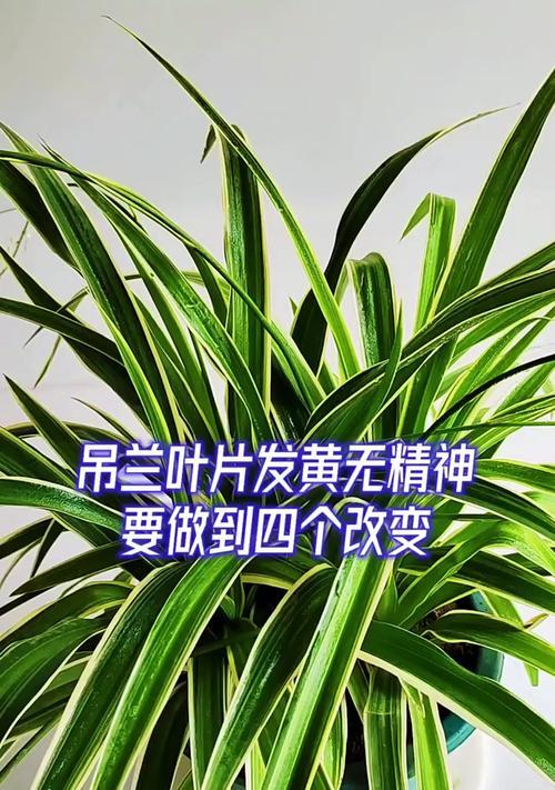 吊兰叶子黄化的原因与解决方法（寻找吊兰叶子变黄的真相，保持植物健康的关键方法）