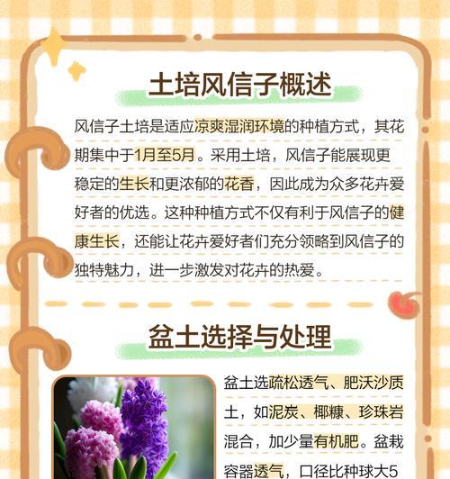 风信子种植的盆栽大小选择（如何选购适合风信子生长的盆栽）